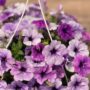 Petunia – Splash Dance Calypso Moonwalk – 10″ Hanging Basket